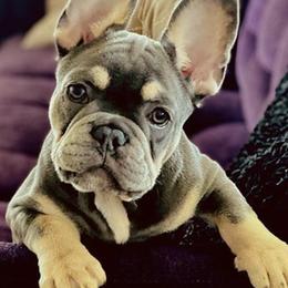 French Bulldog All Grown Up from Ross Family Frenchies