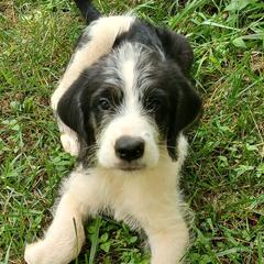 Saint Berdoodles from Snowflake Doodles