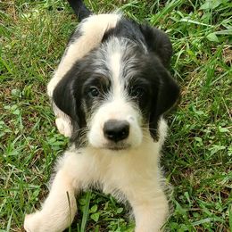 Saint Berdoodles from Snowflake Doodles