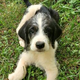 Saint Berdoodles from Snowflake Doodles