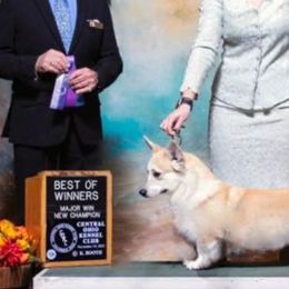 Delilah - Pembroke Welsh Corgi