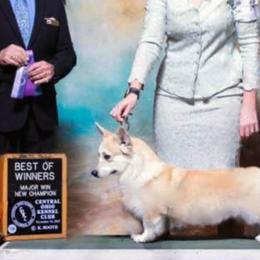 Delilah - Pembroke Welsh Corgi