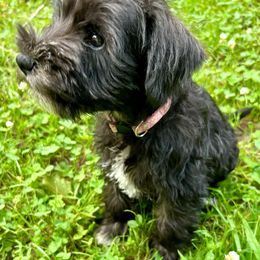 Mia - Black and silver female Miniature Schnauzer puppy in Frankford, Delaware from Miniature Schnauzers of Delmarva