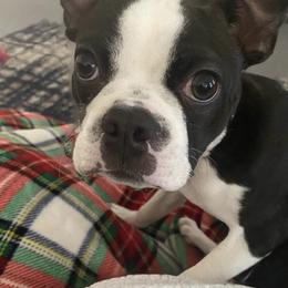 Boston Terrier Puppies from Bonze Boston Terriers