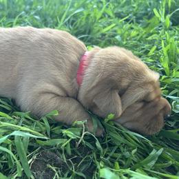 Teddy - Yellow male Labrador Retriever puppy in Alcester, South Dakota from R-Team