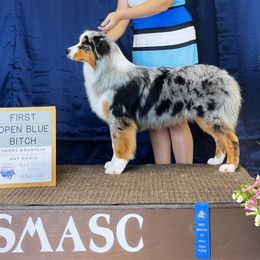 River - Australian Shepherd