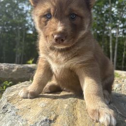Harbor - Brown and white female Siberian Husky puppy in York, Maine from Maine Coast Huskies
