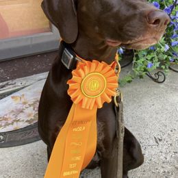 German Shorthaired Pointers from David's German Shorthaired Pointers