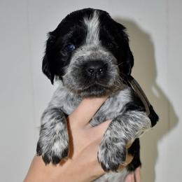 Rhino - Black and white male English Springer Spaniel puppy in Chapmansboro, Tennessee from Balthrop Bend Farms