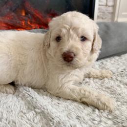 Sarah - Cream female Goldendoodle puppy in Pensacola, Florida from Goldendoodles Love You in Pensacola Friend Edition
