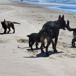 German Shepherd Puppies from Vom Cosabar