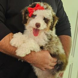 Sprinkles - Merle female Bernedoodle puppy in Russell Springs, Kentucky from 270 Doodles
