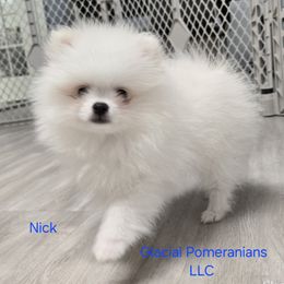 Nick - White male Pomeranian puppy in Cornville, Arizona from Glacial Pomeranians