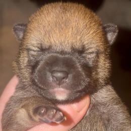 'Pepe' - Red male Shiba Inu puppy in Clewiston, Florida from Animal Farm Shiba Inus & Mameshibas