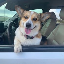 "Gemma" Pembroke Welsh Corgi All Grown Up from Country Tyme Corgis