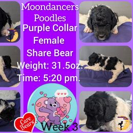 Purple Collar Female (Share Bear) - Parti female Poodle puppy in Lillian, Alabama from Moondancers Poodles