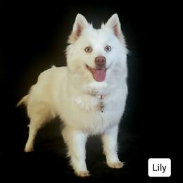 Lily - Pomsky
