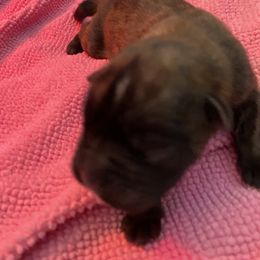 Boxer Puppies from Primo Amore Boxers