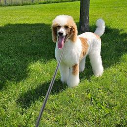 Guernsey - Parti male Poodle puppy in Mcbain, Michigan from Northern Creek