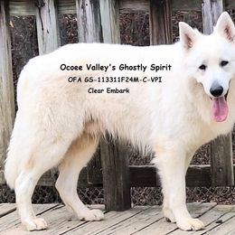 German Shepherd Puppies from Ocoee Valley German Shepherd Dogs