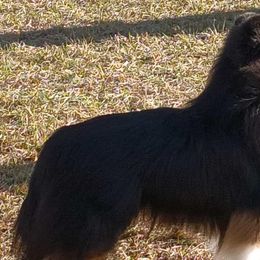 Shetland Sheepdogs from Twilight Shadow Shelties