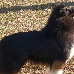 Shetland Sheepdogs from Twilight Shadow Shelties