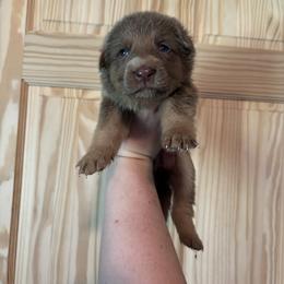 Lilac - Isabella female German Shepherd puppy in Watervliet, Michigan from M&M Shepherd Farms