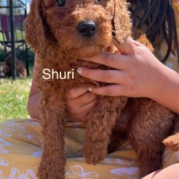 Goldendoodle Puppies from Life_on. Paws