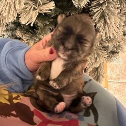 Boy 2 - Brindle male Shih Tzu puppy in Kodak, Tennessee from Cutshall Babies
