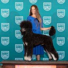 Whiskey - Poodle