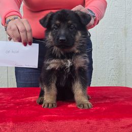 Yellow collar girl - Black and tan female German Shepherd puppy in Berry, Alabama from Whisper Gray
