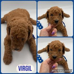 Virgil - Red  male Poodle puppy in Mount Vernon, Illinois from AMC Poodles