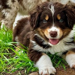 Myles-large standard - Red tri-color Australian Shepherd puppy in Ramona, California from Blue Moon Aussies
