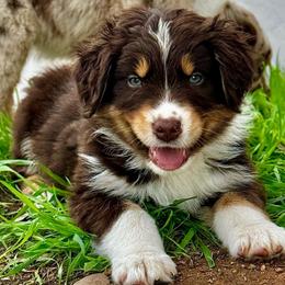 Myles-large standard - Red tri-color Australian Shepherd puppy in Ramona, California from Blue Moon Aussies