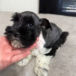 Black Parti Boy - Parti male Miniature Schnauzer puppy in Decatur, Texas from Virgil Farms