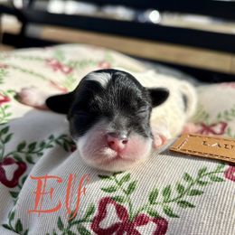 Elf - Black male Goldendoodle puppy in Greenville, North Carolina from ENC Goldendoodles