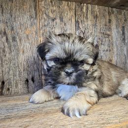 Cora - Brindle female Shih Tzu puppy in Mountain Grove, Missouri from Precious Puppies