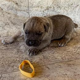 Yellow Collar - Gray and fawn male Cane Corso puppy in Catawba, North Carolina from Catawba Cane Corso