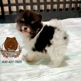 Rocket - Black and tan parti male Pomeranian puppy in Eagle Pass, Texas from Texas Tumbleweed Poms