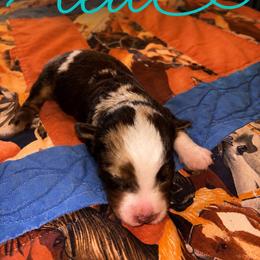 Teal - Red merle female Miniature Australian Shepherd puppy in Arizona from Country Charm Mini Aussies