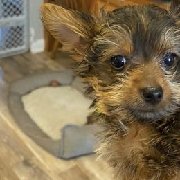 Yorkshire Terriers from Bourbon Yorkies