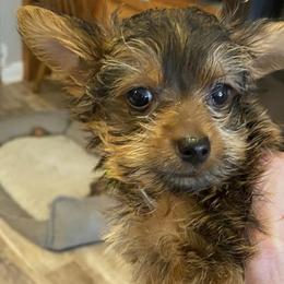 Yorkshire Terriers from Bourbon Yorkies