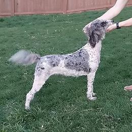 For Guardian Only Near Des Moines, Iowa, Willow - Merle female Labradoodle puppy in Johnston, Iowa from Trinity Doodles