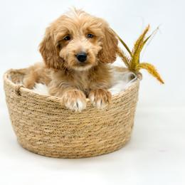 REBEL - Apricot male Goldendoodle puppy in Davison, Michigan from Dreaming Doodles