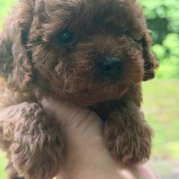 Boy 2 - Red male Cavapoo puppy in Haleyville, Alabama from Susan’s Prefurred Doodles