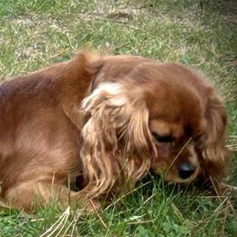 Dixie - Ruby female Cavalier King Charles Spaniel puppy in Augusta, Wisconsin from My Little Pups