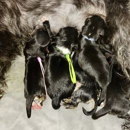 Maltipoo, Morkie, and Yorkipoo Puppies from Danza Bolo