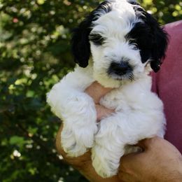 Patches - Black male Labradoodle puppy in Dothan, Alabama from Circle City Labradoodles