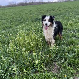 Duke - Australian Shepherd