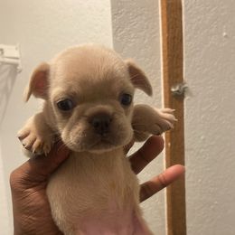 French Bulldog All Grown Up from Barters kennel